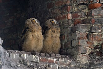 Eurasian eagle-owl (Bubo bubo), young birds after leaving the nest, breeding site is the