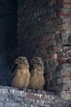 Eurasian eagle-owl (Bubo bubo), young birds after leaving the nest, breeding site is the