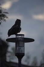 Eurasian eagle-owl (Bubo bubo), adult male on a lantern, at dusk, Ewald colliery, Herten, Ruhr