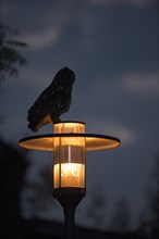Eurasian eagle-owl (Bubo bubo), adult male on a lantern, at dusk, Ewald colliery, Herten, Ruhr