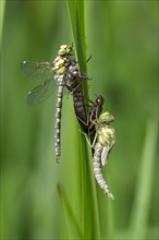 Southern hawker (Aeshna cyanea), freshly hatched dragonflies, with larval skin, Oberhausen, Ruhr