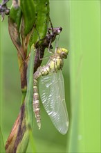 Southern hawker (Aeshna cyanea), freshly hatched, with larval skin, Oberhausen, Ruhr area, North