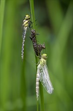 Southern hawker (Aeshna cyanea), freshly hatched dragonflies, with larval skin, Oberhausen, Ruhr