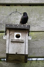 Common starling (Sturnus vulgaris), adult bird on a nesting box, during the breeding season,
