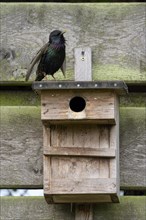 Common starling (Sturnus vulgaris), singing, mating adult bird, on a nesting box, during the