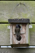 Common starling (Sturnus vulgaris), adult bird at a nesting box, during the breeding season,