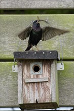 Common starling (Sturnus vulgaris), singing, mating adult bird, on a nesting box, during the