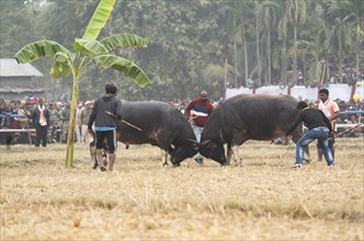Buffaloes fight with each other during a traditional Moh-Juj (Buffalo fight) competition as a part