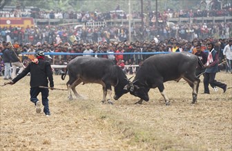 Buffaloes fight with each other during a traditional Moh-Juj (Buffalo fight) competition as a part