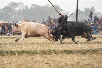 An owner try to control a pair of buffaloes during a traditional Moh-Juj (Buffalo fight)