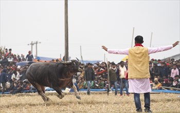 Owner try to control a buffalo during a traditional Moh-Juj (Buffalo fight) competition as a part