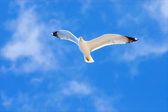 A single white adult herring gull (Larus Argentatus) flying high in the blue sky with white clouds,