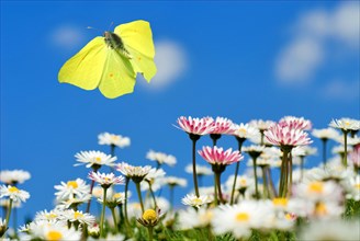 A male brimstone butterfly (Gonepteryx rhamni) flies in the blue sky over daisies (Bellis
