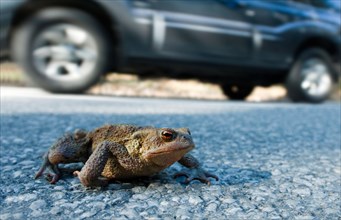 Toad migration, a common toad (Bufo bufo) crosses the road next to a moving car, between