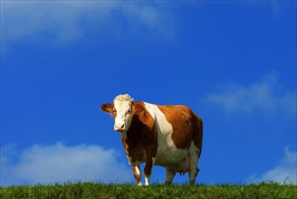 A single brown coloured dairy cow stands on the pasture, in front of a blue sky, near Kirchdorf,