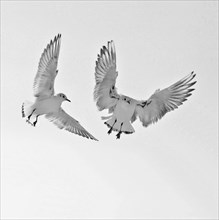 Two juvenile black-headed gulls (Larus Ridibundus) fly in to feed, fluttering above the feeding