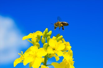 Honeybee flying in the blue sky above a yellow rapeseed flower (brassica napus)