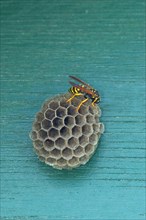 A house field wasp (Polistes dominula) on the nest