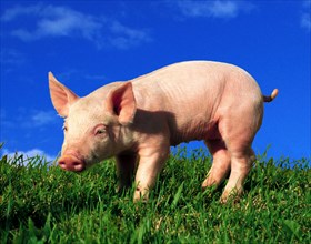 A piglet stands on a green meadow against a blue sky
