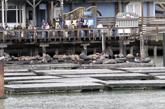 California sea lions (Zalophus californianus) at Pier 39, Fisherman's Wharf, San Francisco,