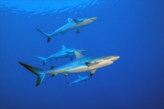 Small group of four grey reef sharks (Carcharhinus amblyrhynchos) swimming through blue sea open