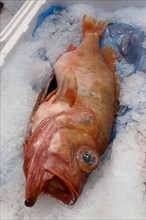 Edible fish redfish (Sebastes norvegicus) lying on crushed ice in the sales display of Fischhandel