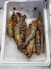 Ten giant tiger prawns (Penaeus monodon) shellfish as a delicacy lie on crushed ice in the sales