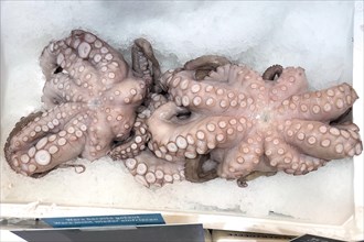 Two specimens of edible octopus (Octopus aegina) lie with suction cups visible on crushed ice in