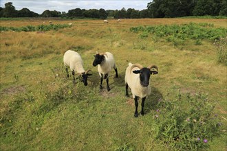 Suffolk Wildlife Trust sheep conservation grazing of heathland, Suffolk Sandlings, near Shottisham,