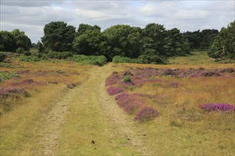 Heather plants, Calluna vulgaris, purple flowers, heathland vegetation, Sutton Heath, Suffolk