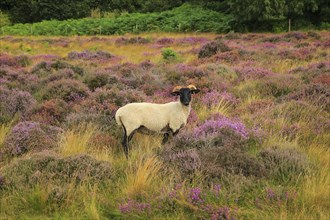 Suffolk Wildlife Trust sheep conservation grazing of heathland, Suffolk Sandlings, near Shottisham,