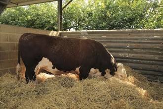 Hereford bull eating hay in barn, Boyton, Suffolk, England, United Kingdom, Europe