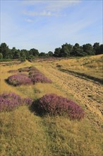 Heather plants, Calluna vulgaris, purple flowers, heathland vegetation, Sutton Heath, Suffolk