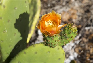 Flower of opuntia ficus-indica prickly pear cactus crop for cochineal production, Mala, Lanzarote,