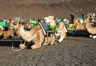 Camels in Parque Nacional de Timanfaya, Echadero de los Camellos, national park, Lanzarote, Canary