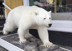 Polar bear 'Ursus maritimus' taxidermy, Tromso, Norway, Europe