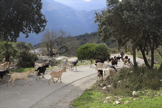 Herd of goats on road, near Benimaurell, Vall de Laguar, Marina Alta, Alicante province, Spain,