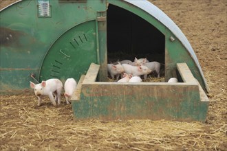 Piglets in open air pig sty, Shottisham, Suffolk, England, UK