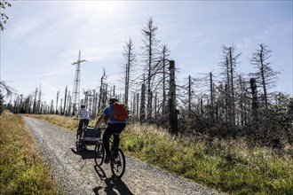 Cyclists ride past dead spruce trees in the Harz Mountains. Heat, drought, storms, bark beetles and