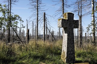 Dead spruce trees stand around a cross at the Oderbrück war cemetery in the Harz Mountains. Bark