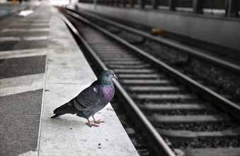 A pigeon sits on the platform at Südkreuz station. The fourth train drivers' strike by the German