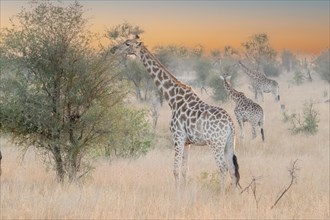 Giraffe. A cold and foggy dawn and like a vision, in the silence, they appear in all their majesty