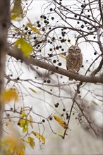 Spotted owlet (Athene brama) photographed in the jungle of Ranthambore National Park famous for