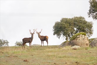 Two magnificent specimens of adult male of deer (Cervus elaphus) in their natural environment. Shot