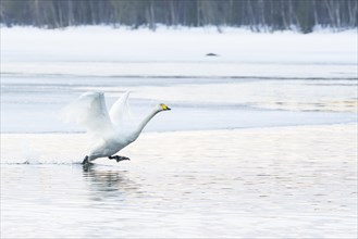Wild swan (Cygnus cygnus) on the lake, Kusamo Finland
