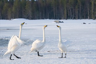 Wild swan (Cygnus cygnus) on the lake, Kusamo Finland