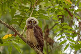 Young specimen of spectacled owl (Pulsatrix perspicillata) Costarica