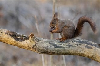 European red squirrel, Sciurus vulgaris, wildlife, Alessandria Italy