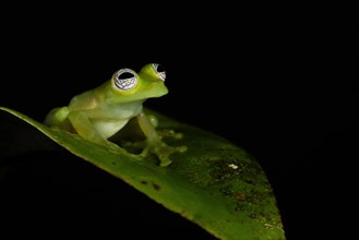 Glass frog, (Hyalinobatrachium pellucidum), Costarica