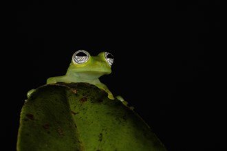 Glass frog, Hyalinobatrachium pellucidum, Costarica